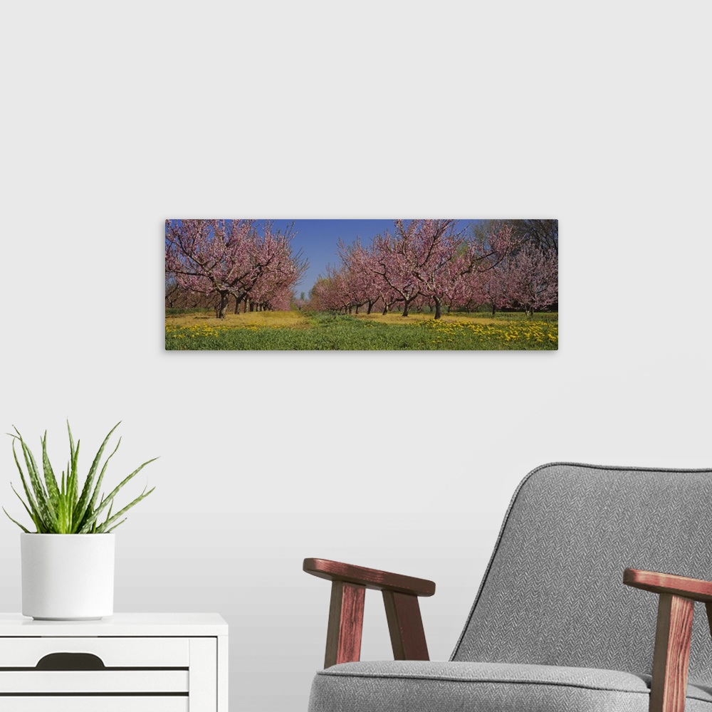 A modern room featuring Cherry trees in an orchard, South Haven, Michigan