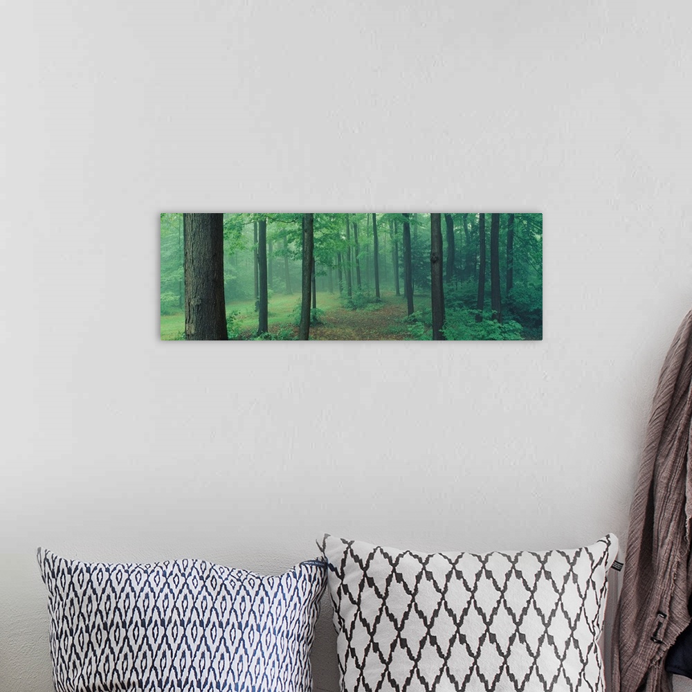 A bohemian room featuring A panoramic photograph of a misty forest in a park.