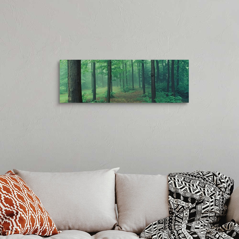 A bohemian room featuring A panoramic photograph of a misty forest in a park.