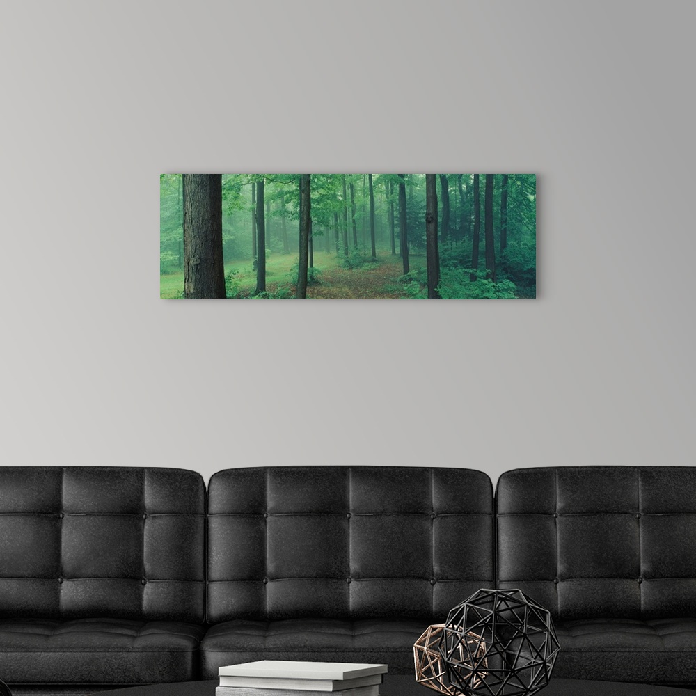 A modern room featuring A panoramic photograph of a misty forest in a park.