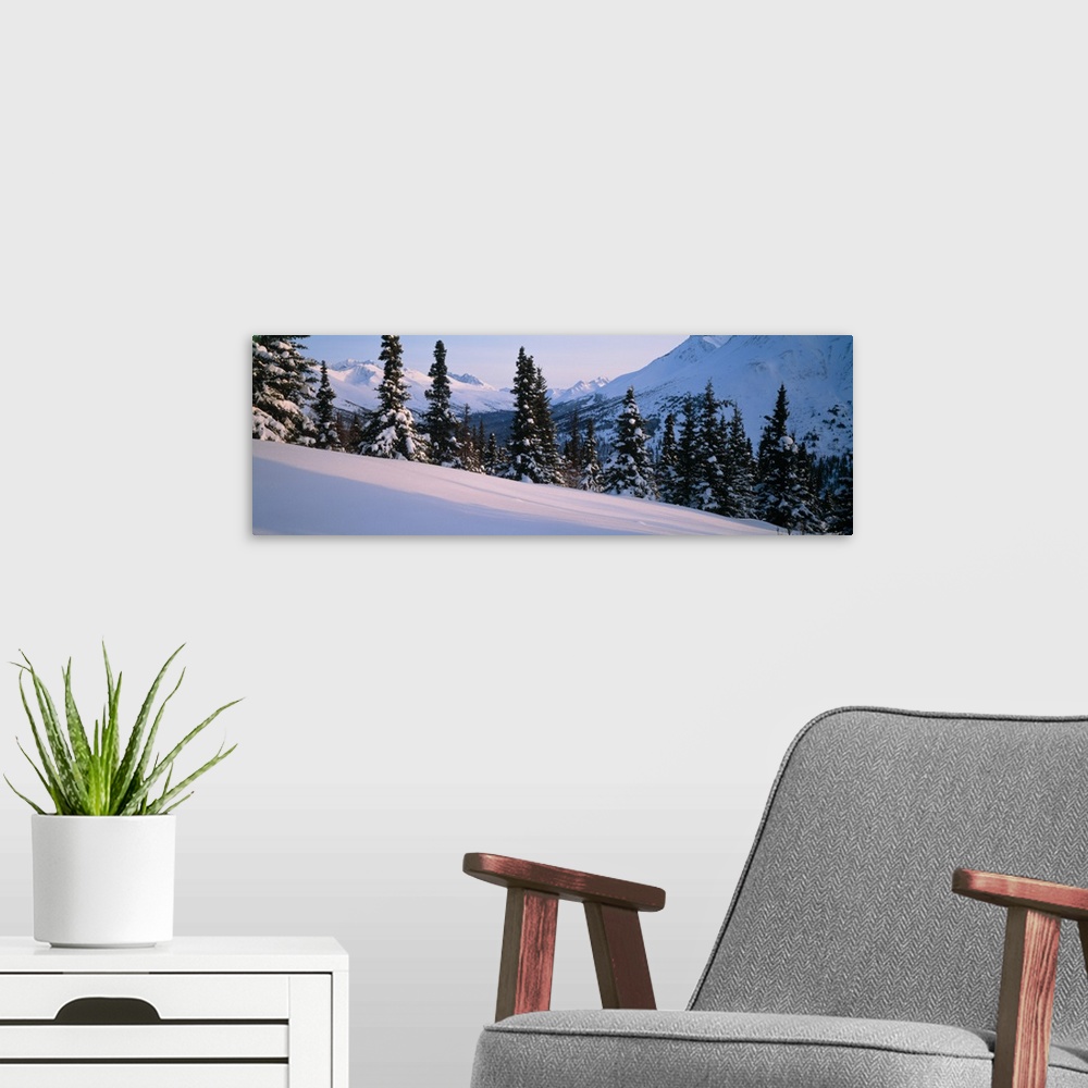 A modern room featuring Chugach Mountains Winter Spruce Tree Arctic Valley South Central AK
