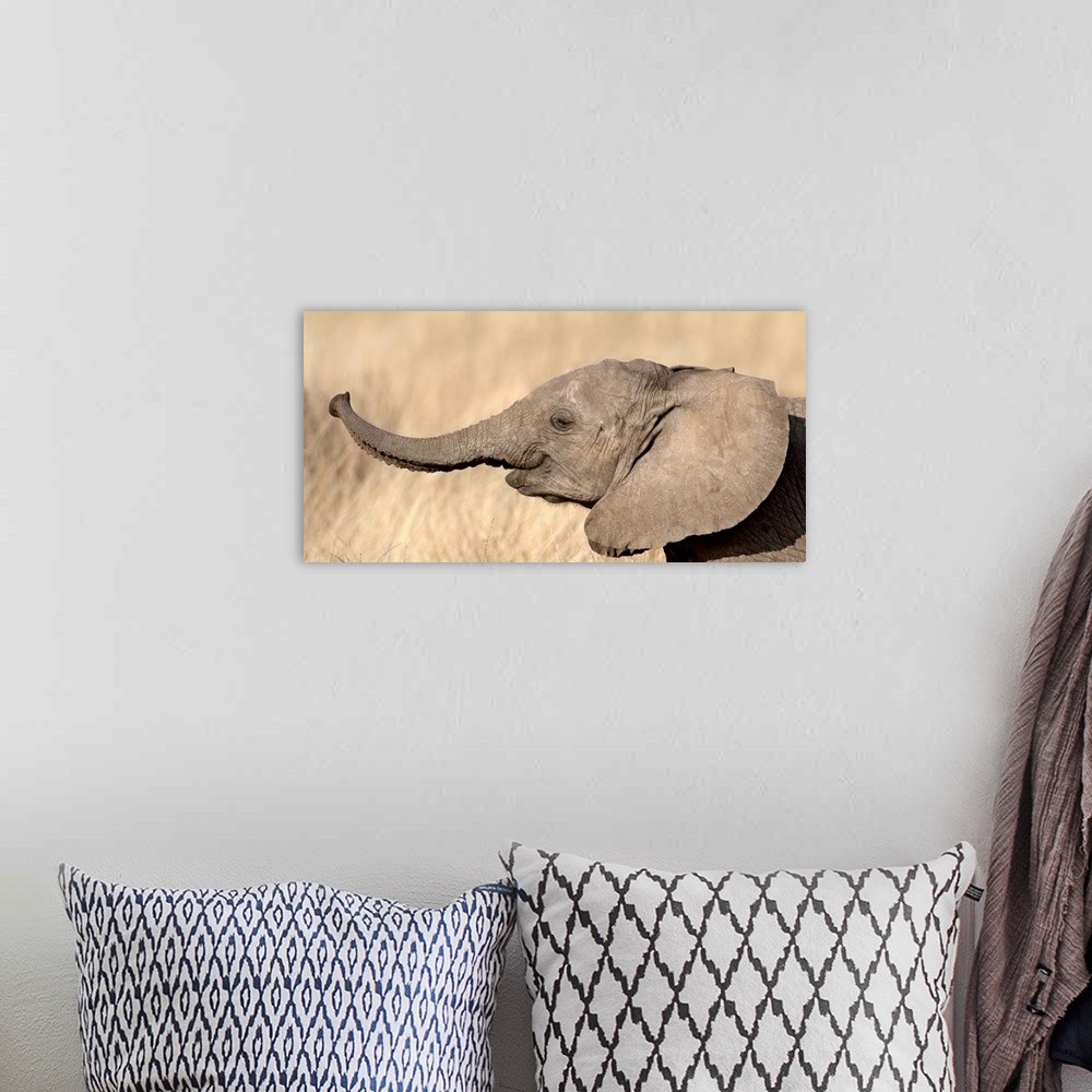 A bohemian room featuring Close-up of a African elephant calf at play