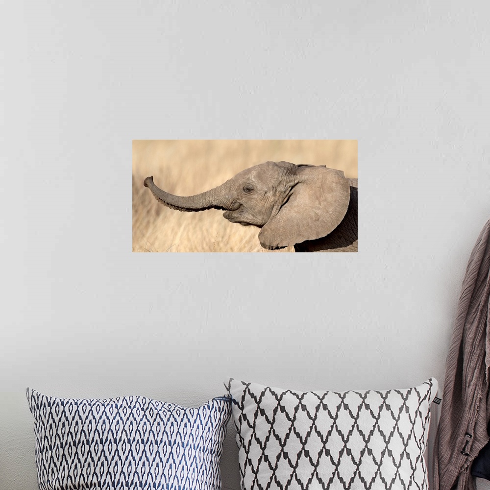A bohemian room featuring Close-up of a African elephant calf at play