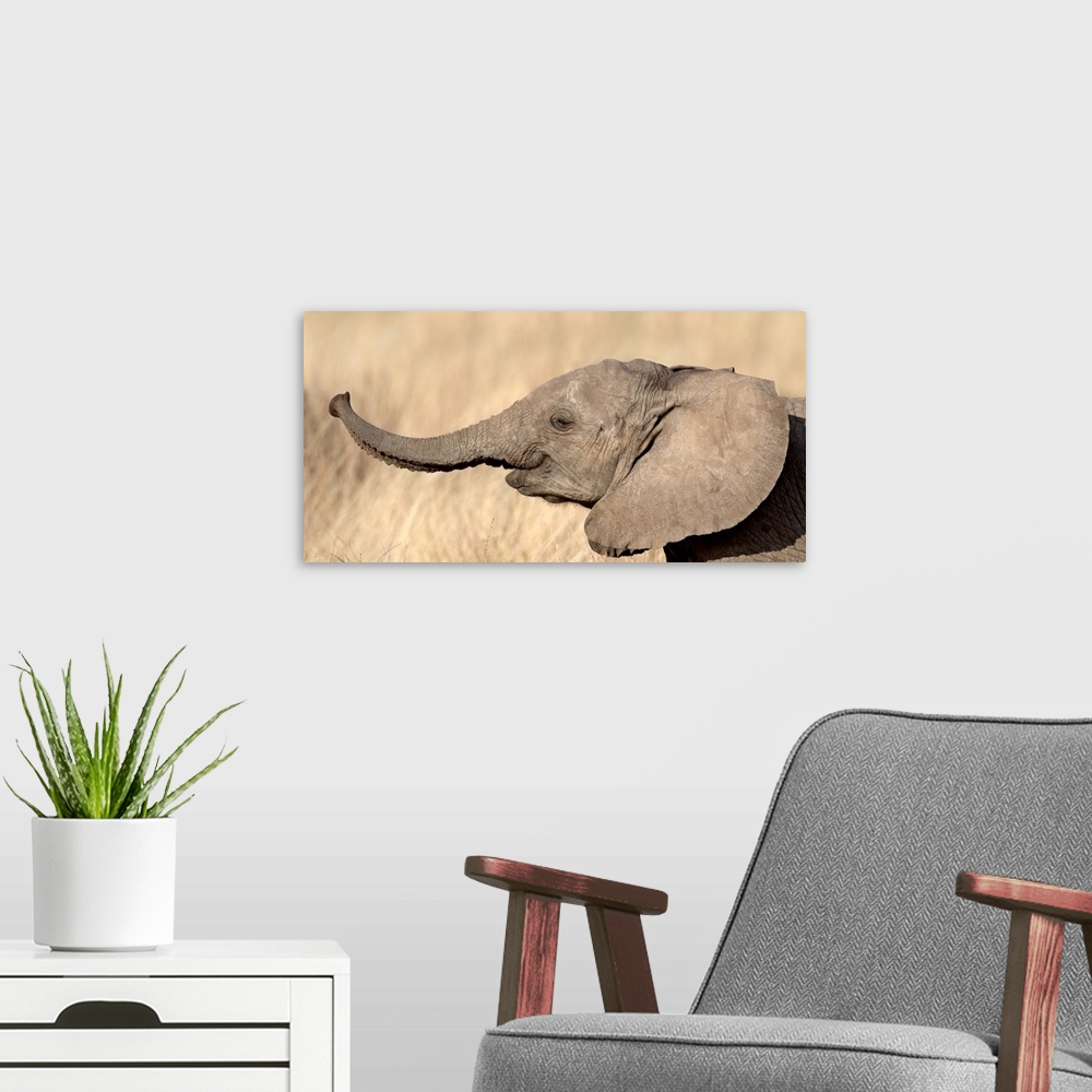A modern room featuring Close-up of a African elephant calf at play