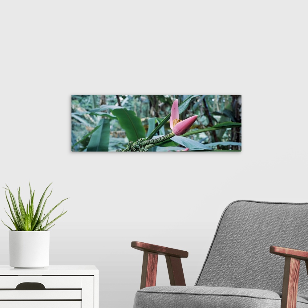 A modern room featuring Close-up of a banana bud, Hilo Tropical Gardens, Hilo, Hawaii