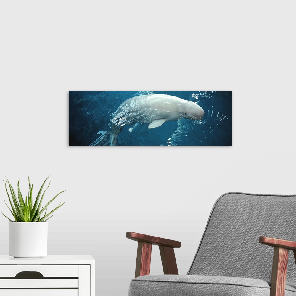 A modern room featuring Close up of a Beluga whale in an aquarium Shedd Aquarium Chicago Illinois