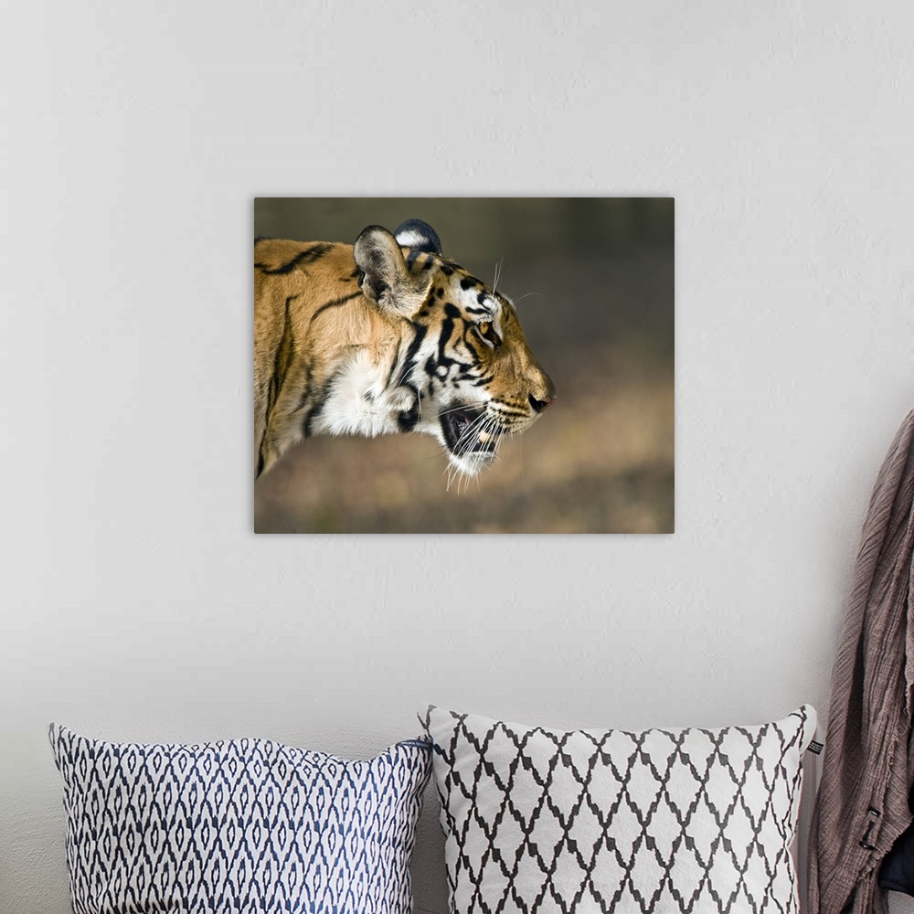 A bohemian room featuring Close up of a Bengal tiger Panthera tigris tigris Bandhavgarh National Park Umaria District Madhy...