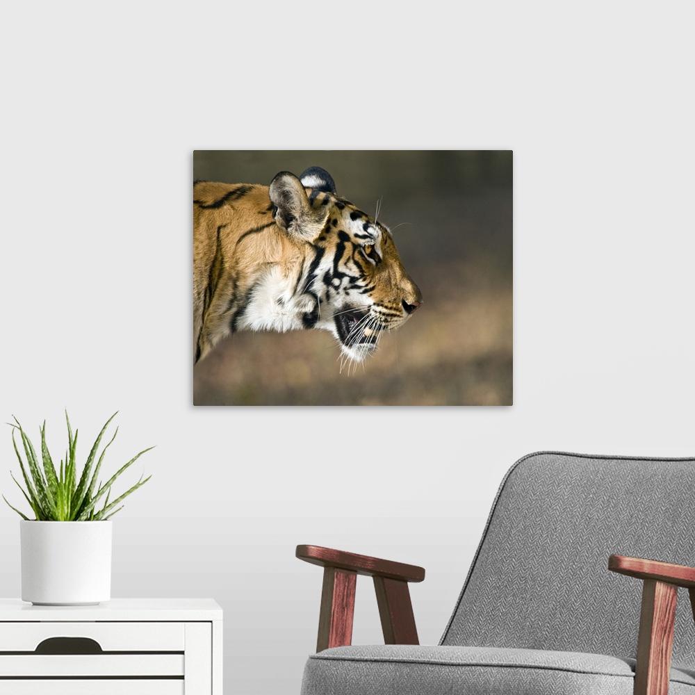 A modern room featuring Close up of a Bengal tiger Panthera tigris tigris Bandhavgarh National Park Umaria District Madhy...