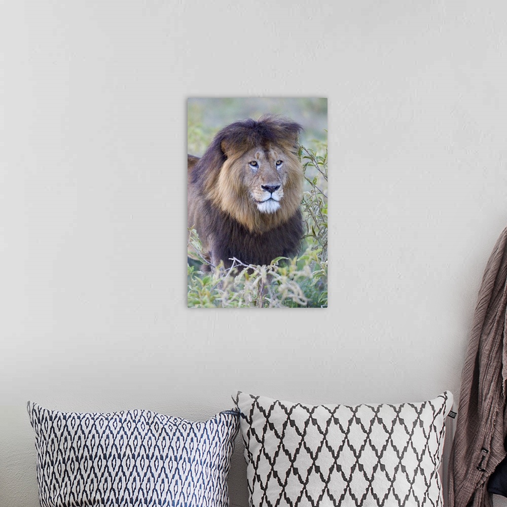 A bohemian room featuring Portrait of an adult male lion standing in the grass, with a big shaggy mane and intense eyes.