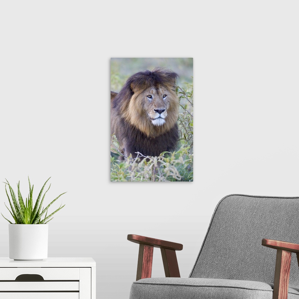 A modern room featuring Portrait of an adult male lion standing in the grass, with a big shaggy mane and intense eyes.