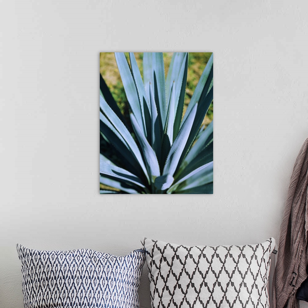 A bohemian room featuring Close-up of a Blue agave (Agave Tequilana) plant, Mexico