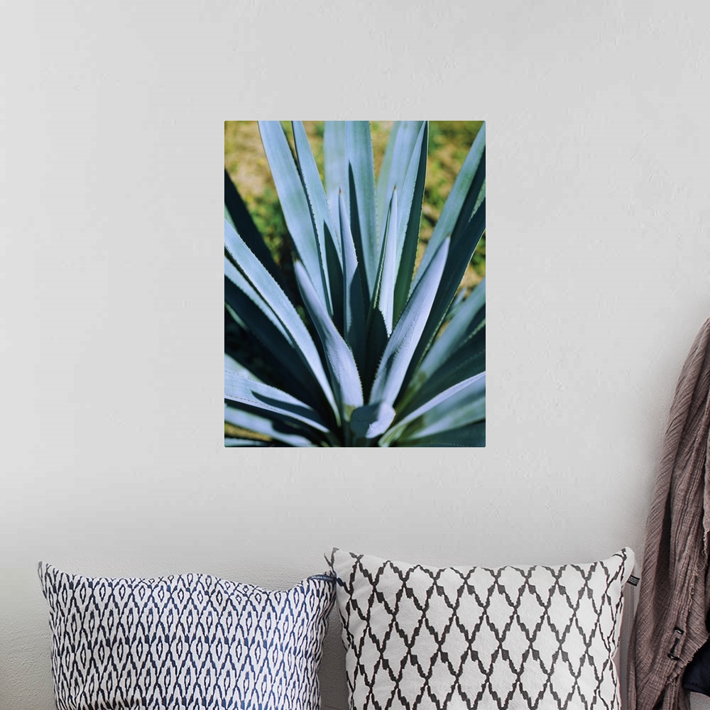 A bohemian room featuring Close-up of a Blue agave (Agave Tequilana) plant, Mexico