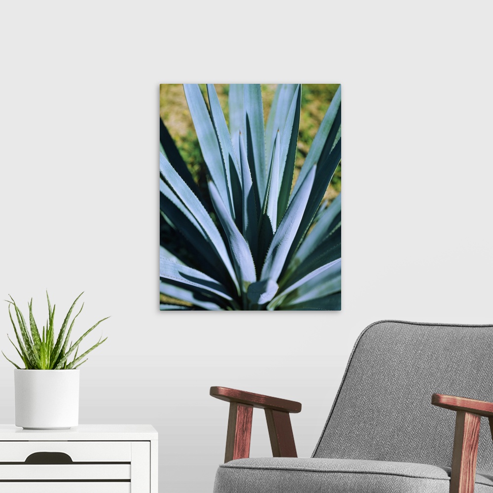 A modern room featuring Close-up of a Blue agave (Agave Tequilana) plant, Mexico