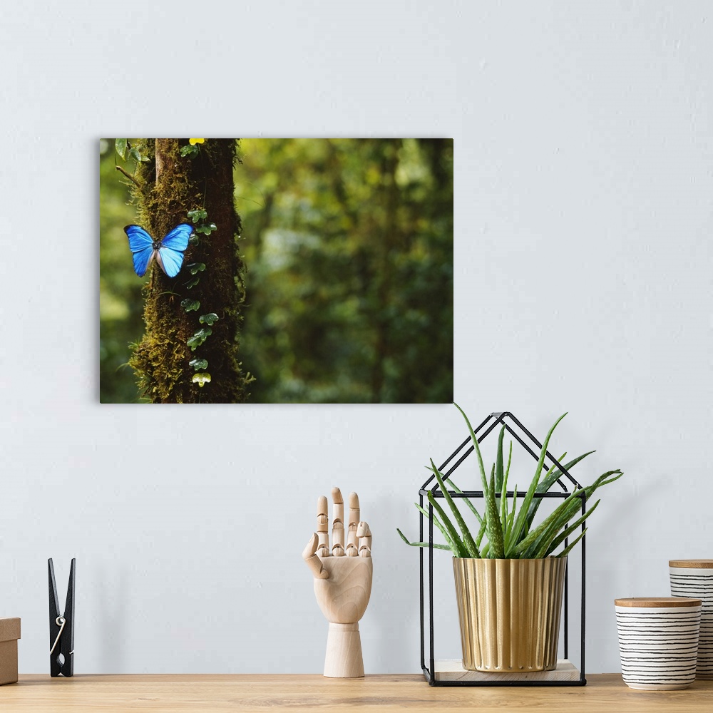 A bohemian room featuring A big photograph of a blue butterfly sitting on a tree trunk with the forest in the background sh...