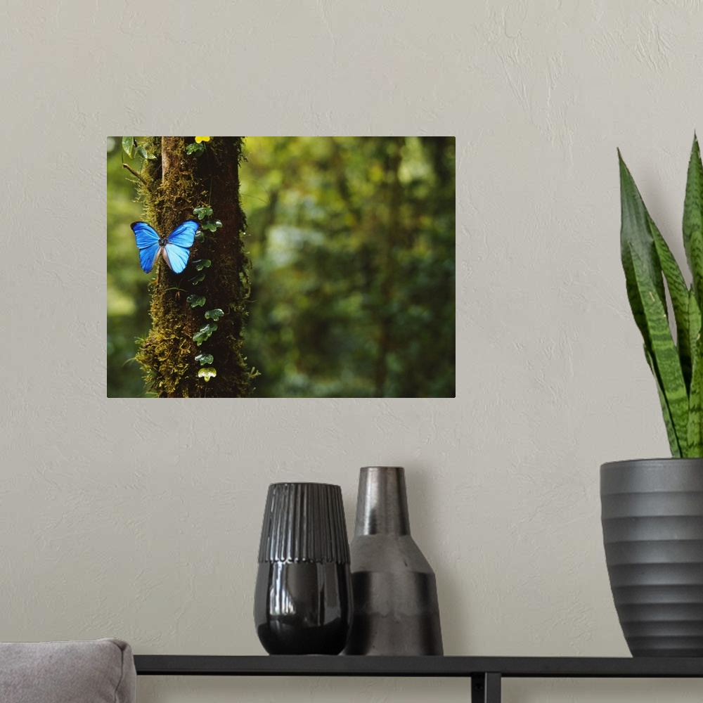 A modern room featuring A big photograph of a blue butterfly sitting on a tree trunk with the forest in the background sh...
