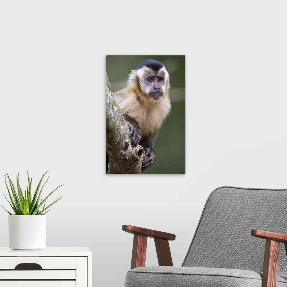 A modern room featuring Close up of a Brown capuchin Cebus apella Three Brothers River Meeting of the Waters State Park P...