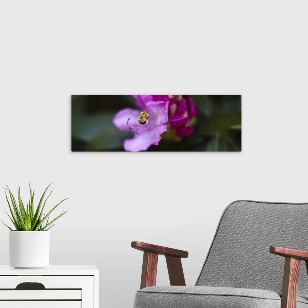 A modern room featuring Close-up of a bumblebee on a flower