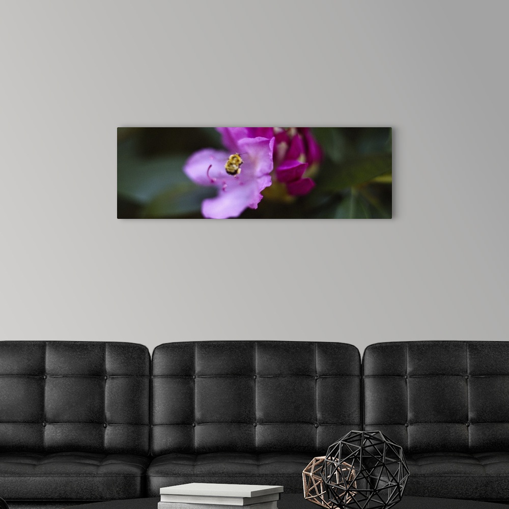 A modern room featuring Close-up of a bumblebee on a flower