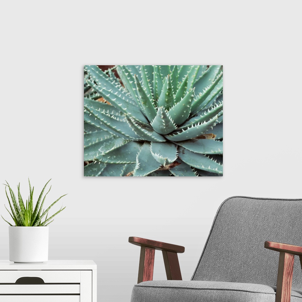 A modern room featuring Close-up of a cactus plant