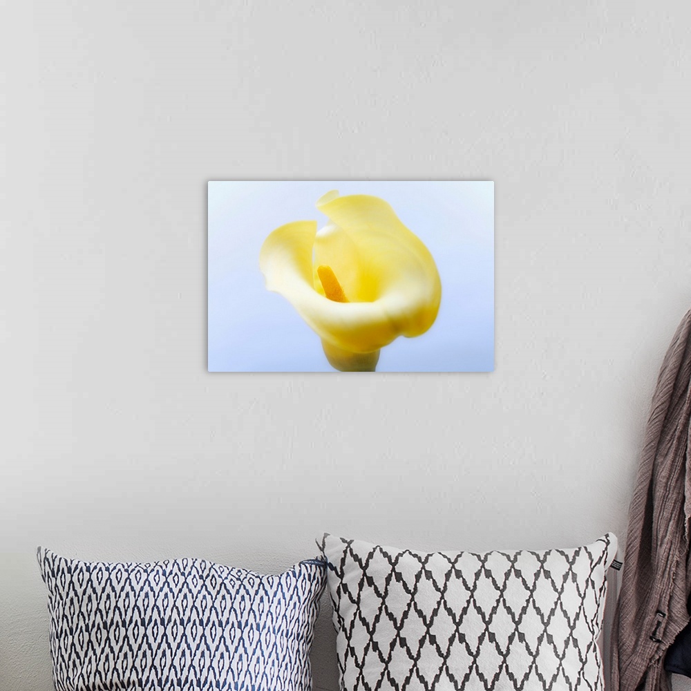 A bohemian room featuring Close-up of a calla lily flower.