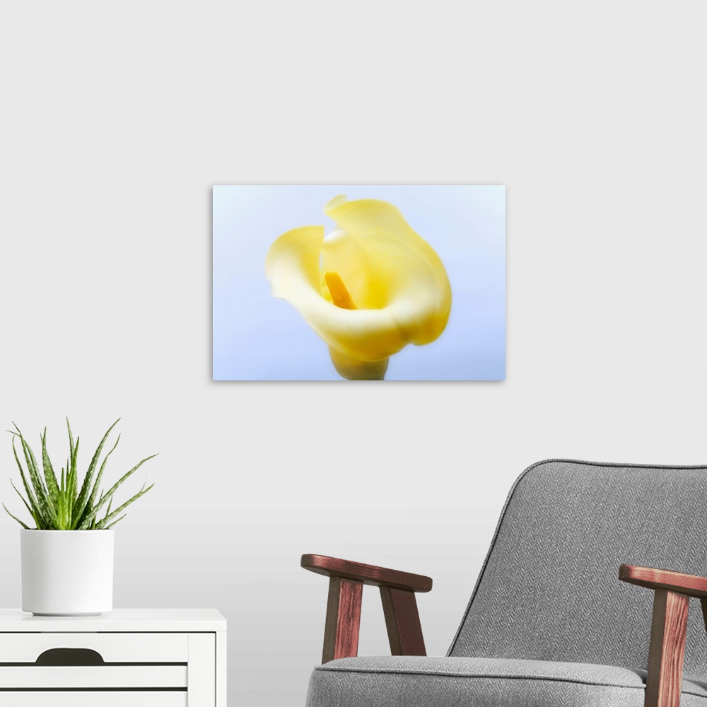 A modern room featuring Close-up of a calla lily flower.