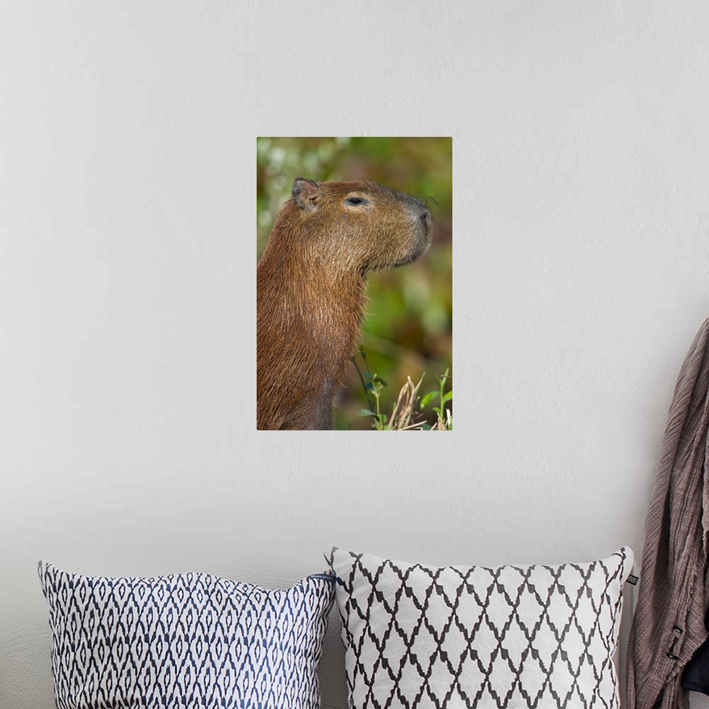 A bohemian room featuring Close up of a Capybara Hydrochoerus hydrochaeris Three Brothers River Meeting of the Waters State...