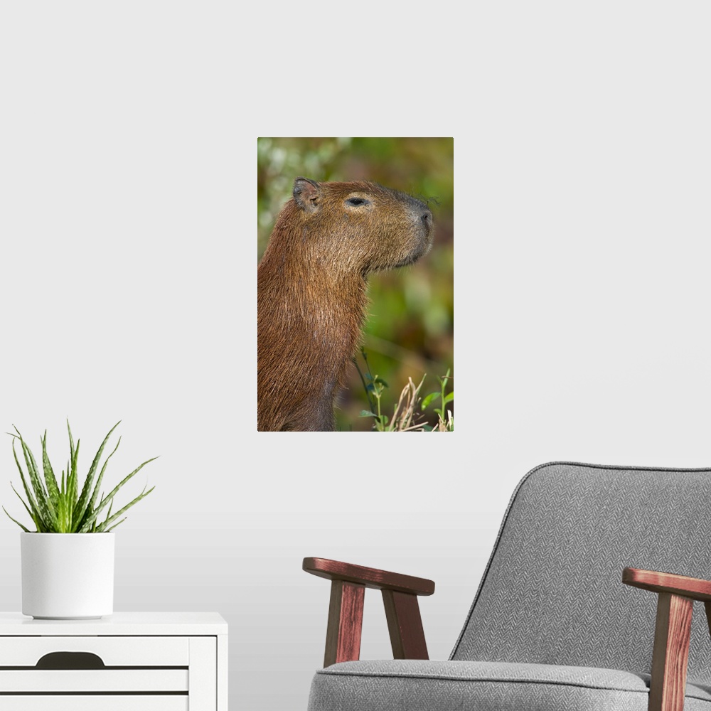 A modern room featuring Close up of a Capybara Hydrochoerus hydrochaeris Three Brothers River Meeting of the Waters State...