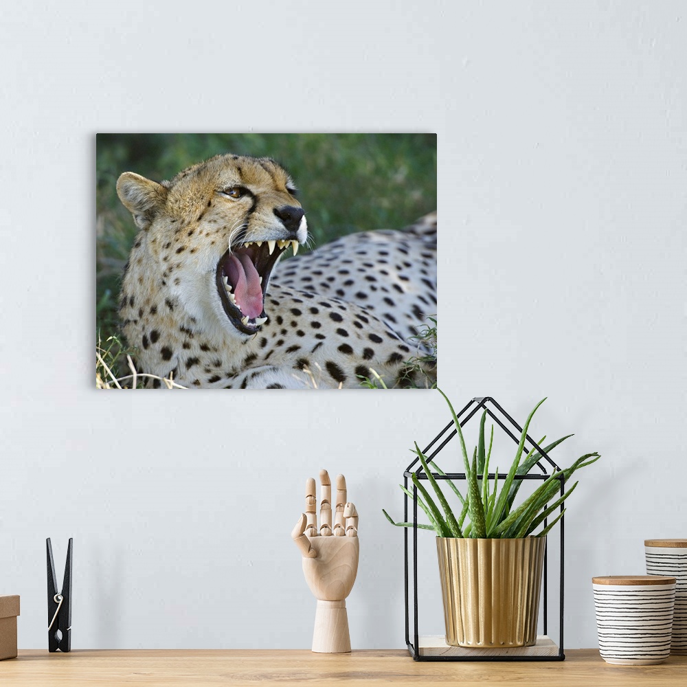 A bohemian room featuring Close-up of a cheetah yawning, Ngorongoro Conservation Area, Arusha Region, Tanzania (Acinonyx ju...
