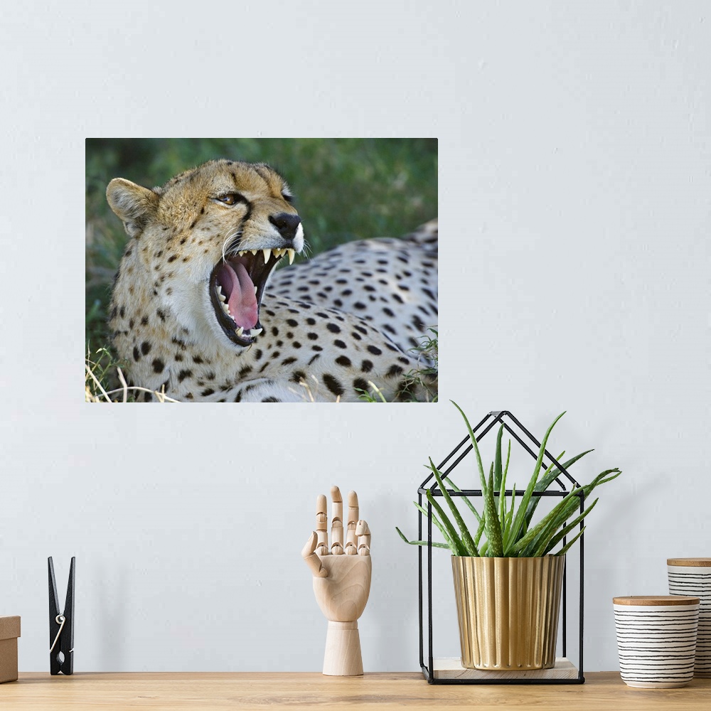 A bohemian room featuring Close-up of a cheetah yawning, Ngorongoro Conservation Area, Arusha Region, Tanzania (Acinonyx ju...
