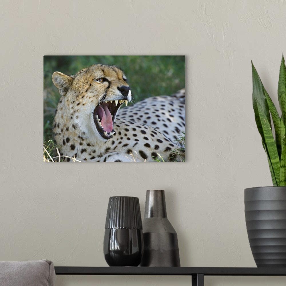 A modern room featuring Close-up of a cheetah yawning, Ngorongoro Conservation Area, Arusha Region, Tanzania (Acinonyx ju...