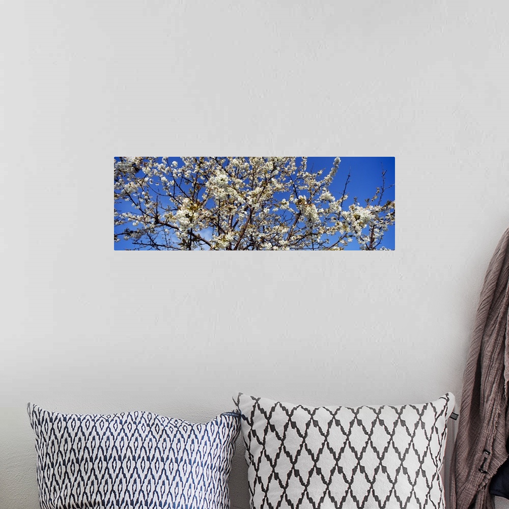 A bohemian room featuring Giant, close up photograph of a fully bloomed cherry blossom tree against a bright blue sky, in M...