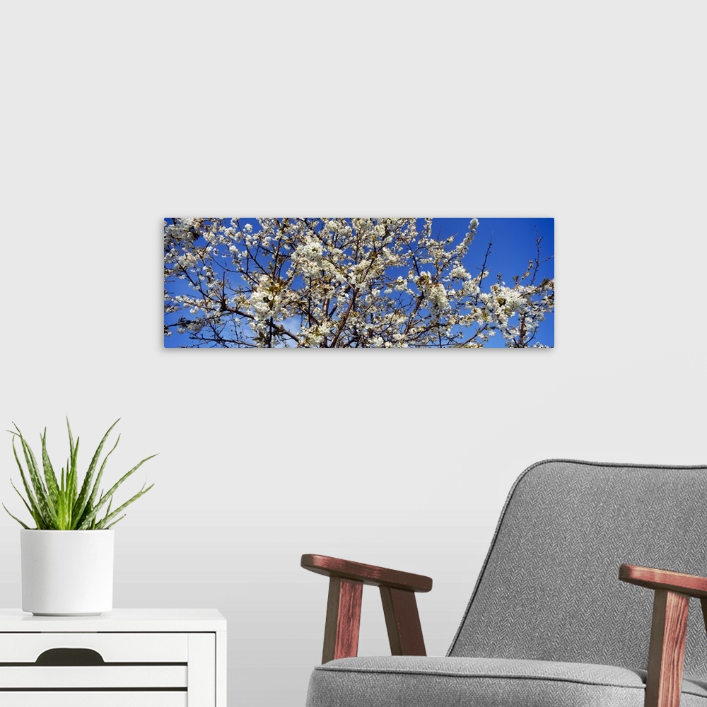 A modern room featuring Giant, close up photograph of a fully bloomed cherry blossom tree against a bright blue sky, in M...