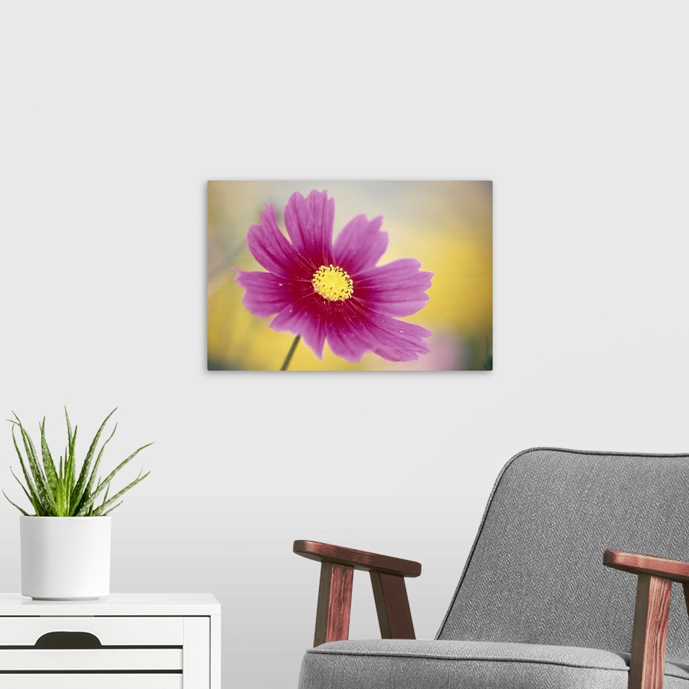 A modern room featuring Close-up of a cosmos flower