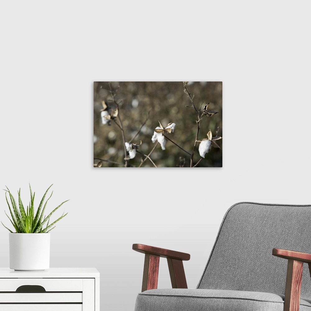 A modern room featuring Close-up of a cotton plant, Mississippi Delta, Avalon, Mississippi