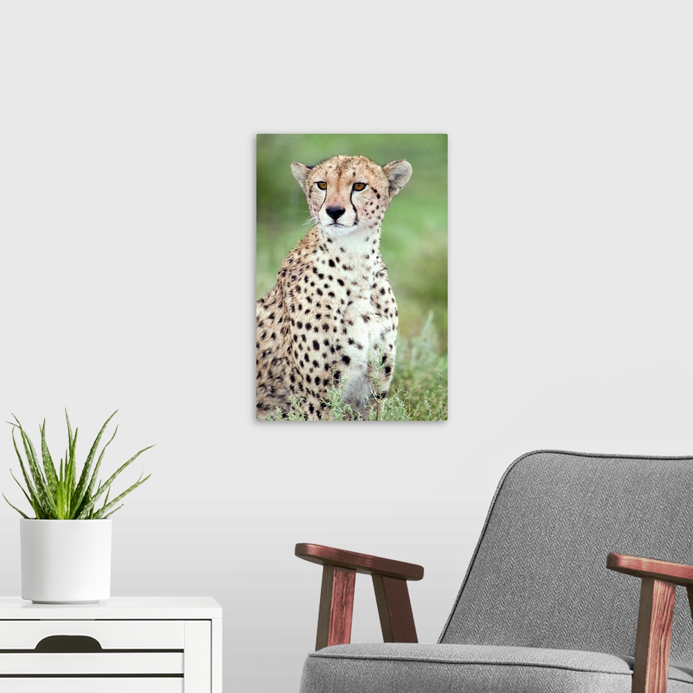 A modern room featuring Close-up of a female cheetah in a forest, Ndutu, Ngorongoro, Tanzania