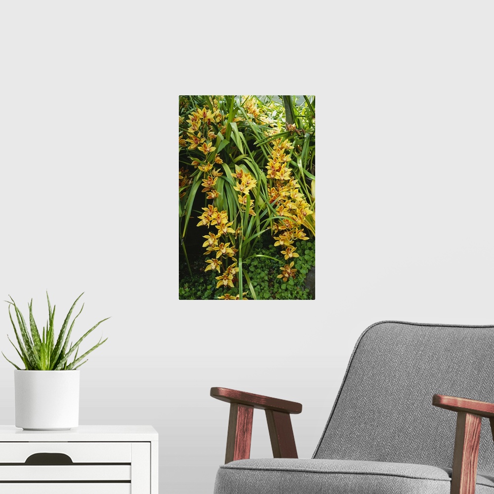 A modern room featuring Close-up of a flowering plant, Orchid, San Rafael, California