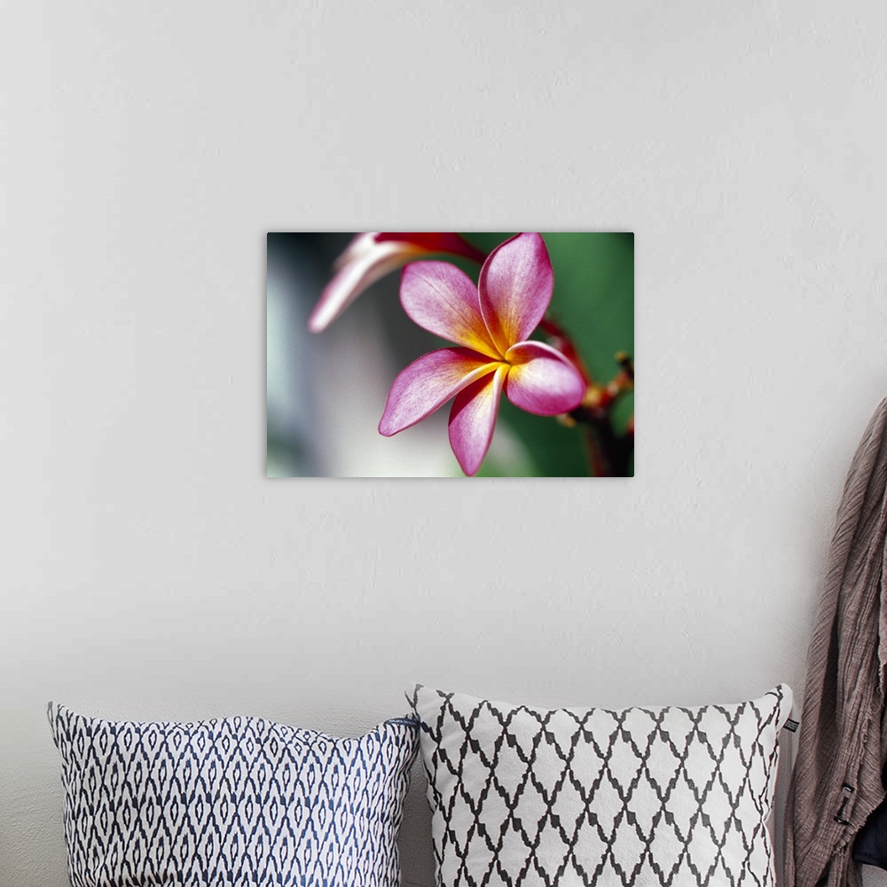 A bohemian room featuring Wall art of the detailed view of a flower on canvas.