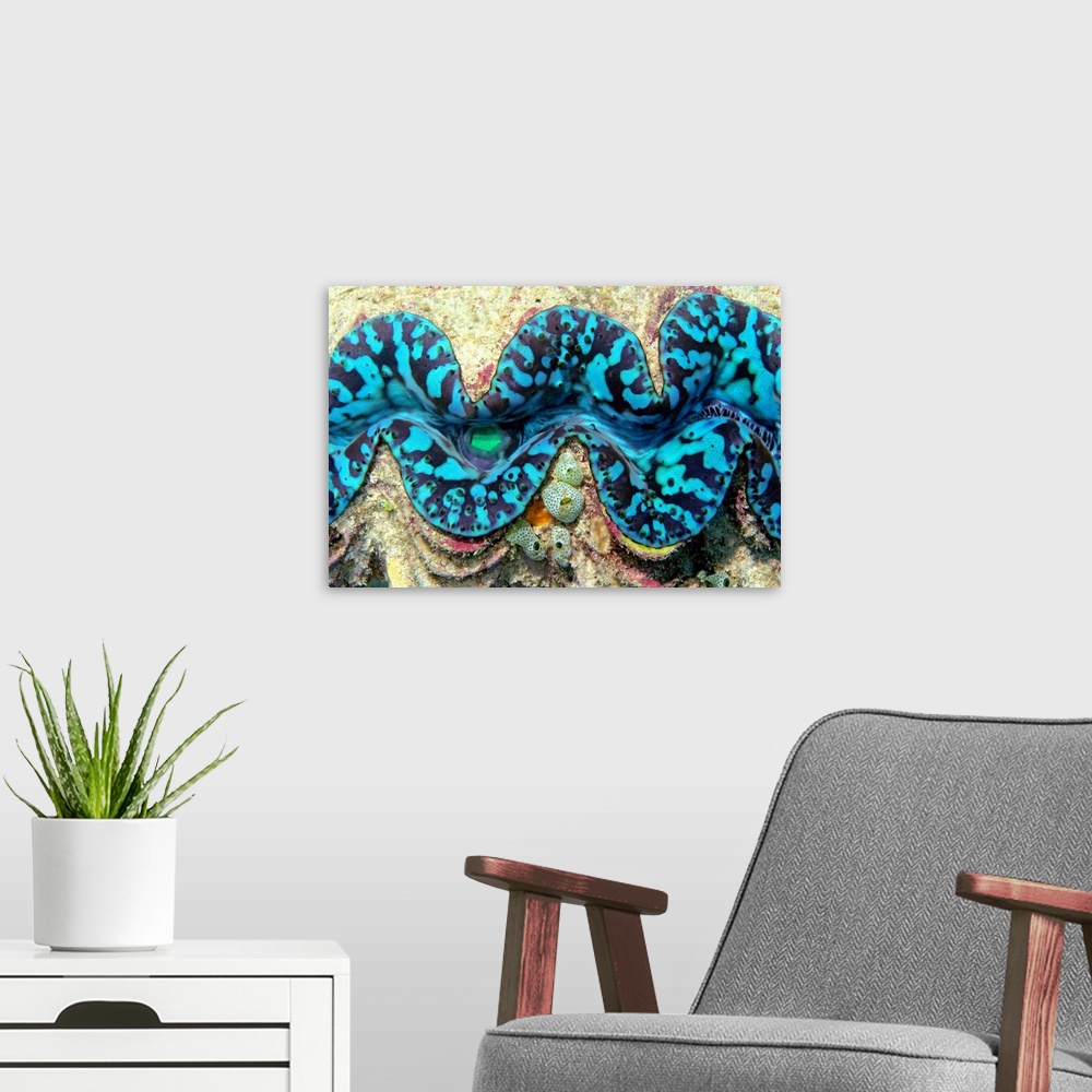 A modern room featuring Close-up of a Giant Clam