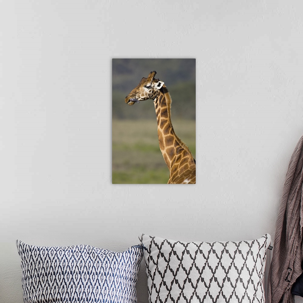 A bohemian room featuring Close-up of a giraffe (Giraffa Camelopardalis Rothschildi) sticking out its tongue, Lake Nakuru, ...