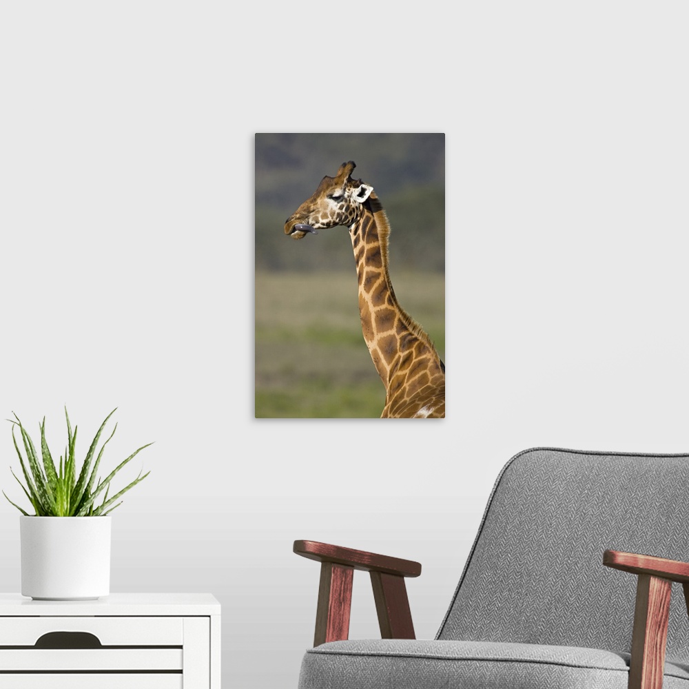 A modern room featuring Close-up of a giraffe (Giraffa Camelopardalis Rothschildi) sticking out its tongue, Lake Nakuru, ...