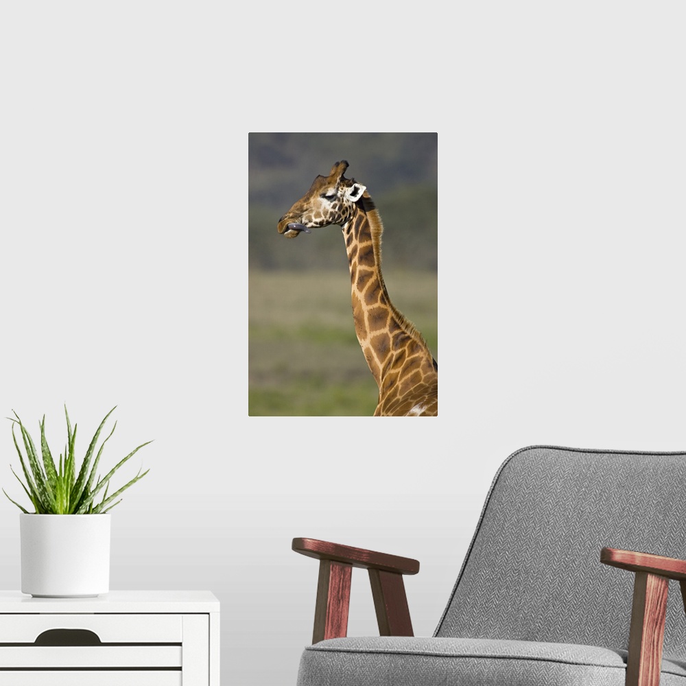 A modern room featuring Close-up of a giraffe (Giraffa Camelopardalis Rothschildi) sticking out its tongue, Lake Nakuru, ...