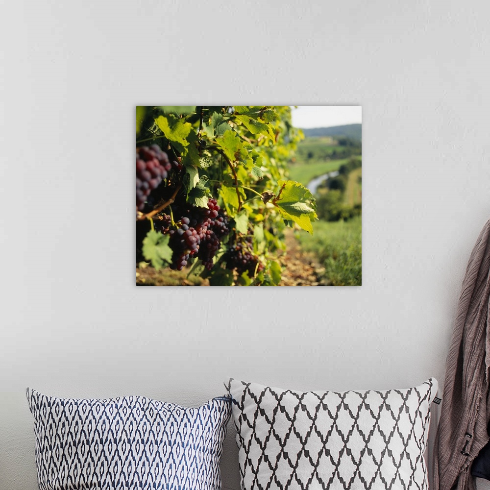 A bohemian room featuring Closely taken photograph of wine grapes still on the vines in a German vineyard.