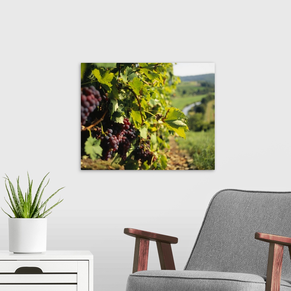 A modern room featuring Closely taken photograph of wine grapes still on the vines in a German vineyard.