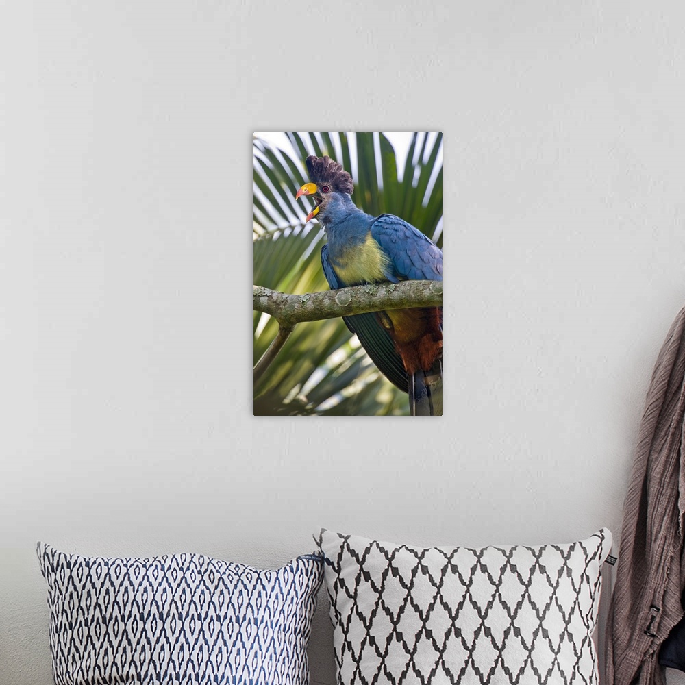 A bohemian room featuring Close up of a Great Blue turaco (Corythaeola cristata) calling, Kibale National Park