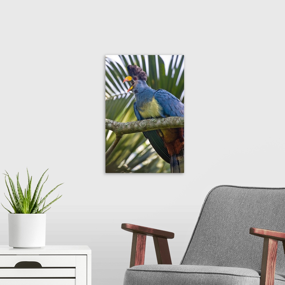 A modern room featuring Close up of a Great Blue turaco (Corythaeola cristata) calling, Kibale National Park