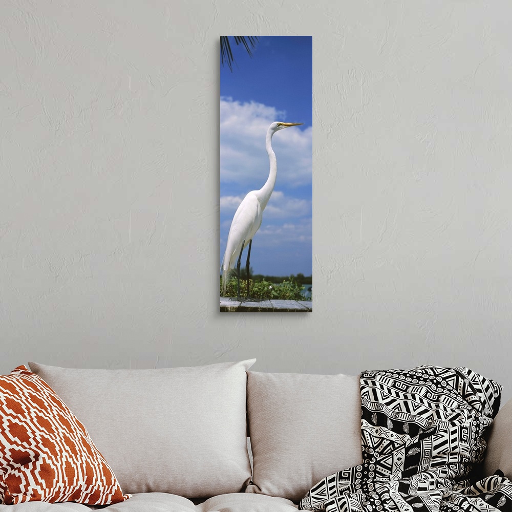 A bohemian room featuring Close-up of a Great egret (Ardea alba) perching, Gulf Of Mexico, Florida
