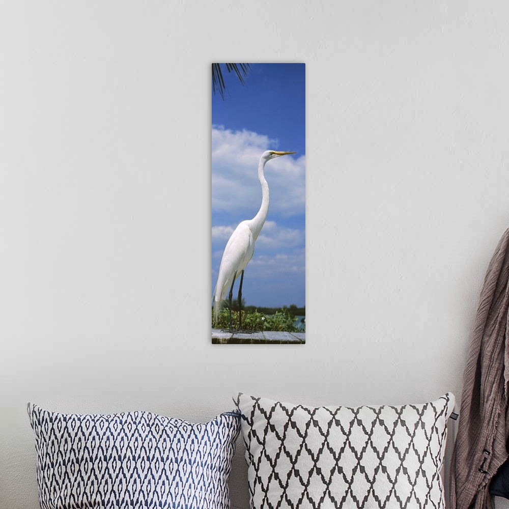 A bohemian room featuring Close-up of a Great egret (Ardea alba) perching, Gulf Of Mexico, Florida