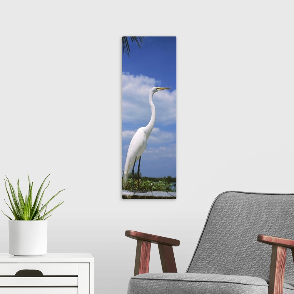 A modern room featuring Close-up of a Great egret (Ardea alba) perching, Gulf Of Mexico, Florida