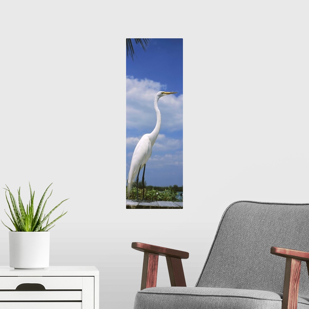 A modern room featuring Close-up of a Great egret (Ardea alba) perching, Gulf Of Mexico, Florida