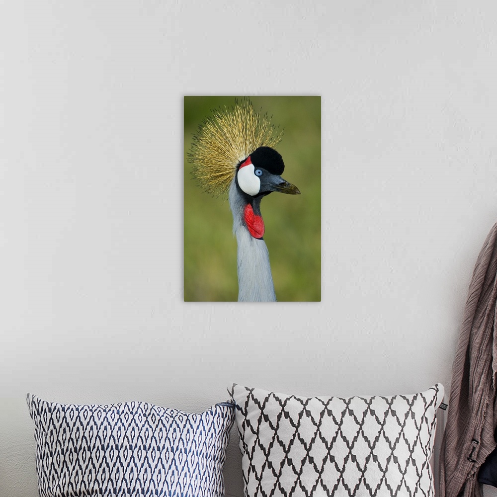 A bohemian room featuring Close-up of a Grey Crowned crane, Ngorongoro Conservation Area, Arusha Region, Tanzania (Balearic...